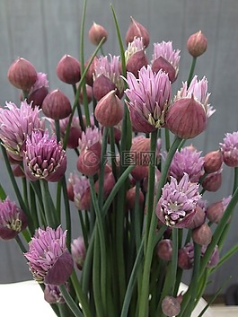韭菜,鮮花,自然