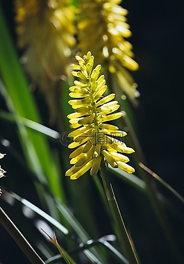 花,黃色,黃色花