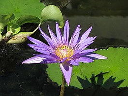 開花,植物區(qū)系,花的