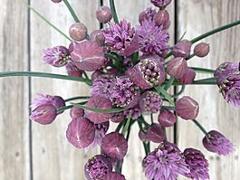 韭菜,鮮花,自然