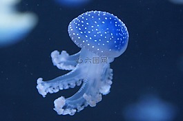 水母,軟體動(dòng)物,熒光