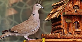 鴿子,鳥(niǎo),食品