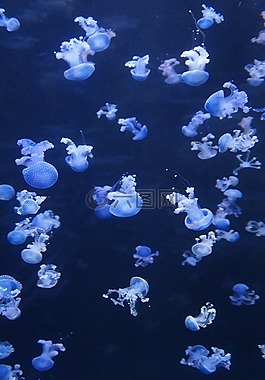 水母,軟體動(dòng)物,熒光