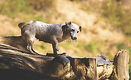動物,動物攝影,臟