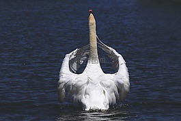 動物,動物攝影,鳥