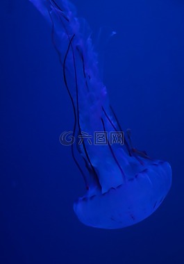 水母,軟體動(dòng)物,熒光