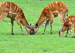 鹿,動(dòng)物,動(dòng)物園