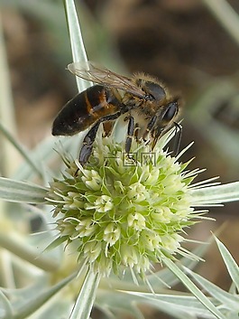 蜜蜂,昆蟲,特寫
