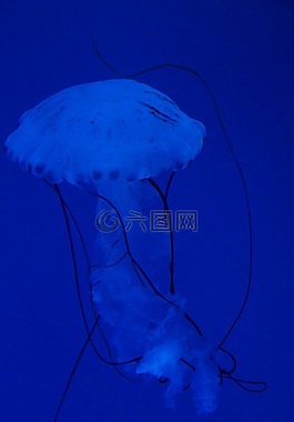 水母,軟體動(dòng)物,熒光