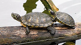 海龜,動物園,性質(zhì)