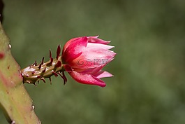 開花,仙人掌花,粉紅色