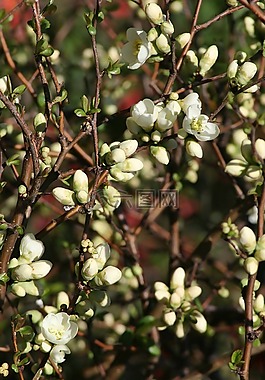春天,布盧姆,花園