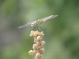 蜻蜓,昆蟲,夏季