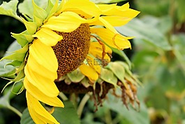 太陽(yáng)花,花,黃色