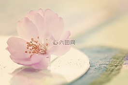 花,開花,櫻花