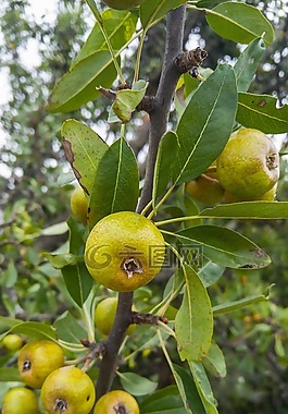野蘋果,蘋果,水果