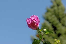 宏,花,廠