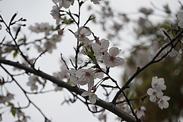 風(fēng)景,梅花,陰天