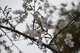 风景,梅花,阴天