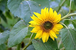 太陽花,花,黃色