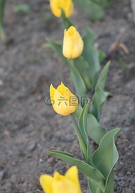 春天,花卉,郁金香