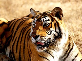 虎,印度,野生動物