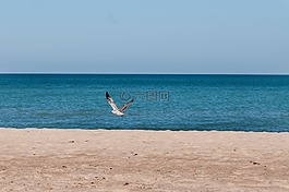 密歇根湖,海鷗,水