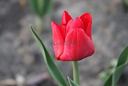 春天,郁金香,鮮花