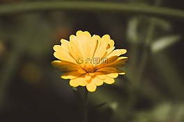 萬壽菊,金盞菊,花