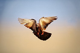 鳥(niǎo),天空,飛行