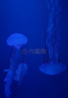 水母,軟體動(dòng)物,熒光