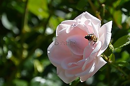 粉紅色,玫瑰,蜜蜂