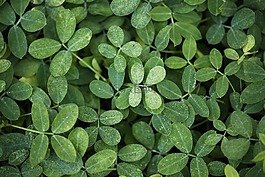 葉,植物區(qū)系,增長