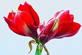 阿馬麗利斯,紅色,鮮花