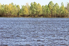 紅酸枝,chenobyl,區(qū)域