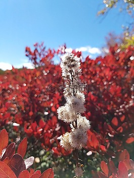 顏色,鮮花,棉花