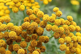 tansy,蕨類,花