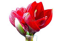 阿馬麗利斯,紅色,鮮花