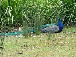 鳥,孔雀,多彩