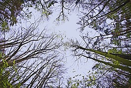 樹,冠,綠色
