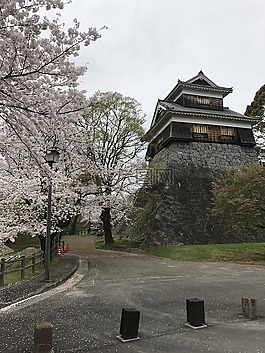 粉紅色,cherryblossom,櫻花
