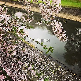 粉紅色,cherryblossom,櫻花