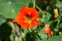 水芹,tropaeolum,焊菜屬的植物