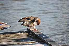 鴨,野鴨,鳥
