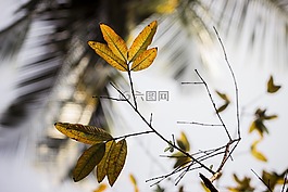 重點,綠色,葉