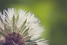 蒲公英,性質(zhì),花