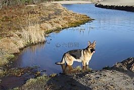 德國牧羊犬,春天,狗