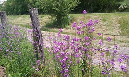 籬笆,鮮花,農(nóng)村公路
