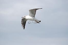 鴨,野鴨,鳥