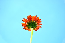 盛開,開花,藍色